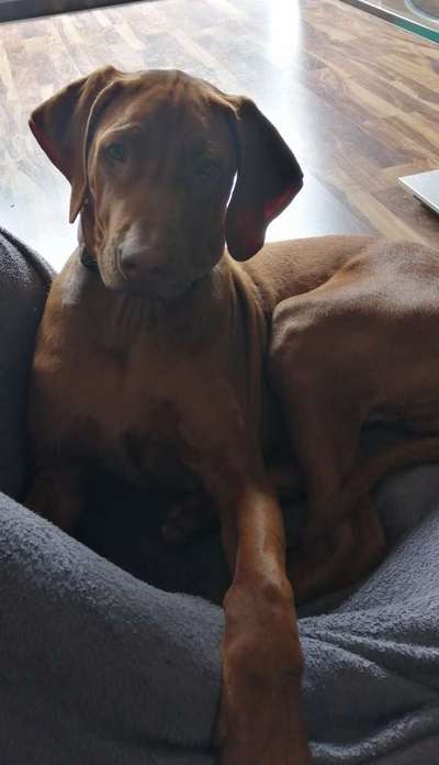 Rhodesian Ridgeback-Beitrag-Bild