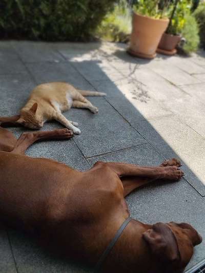 Rhodesian Ridgeback-Beitrag-Bild