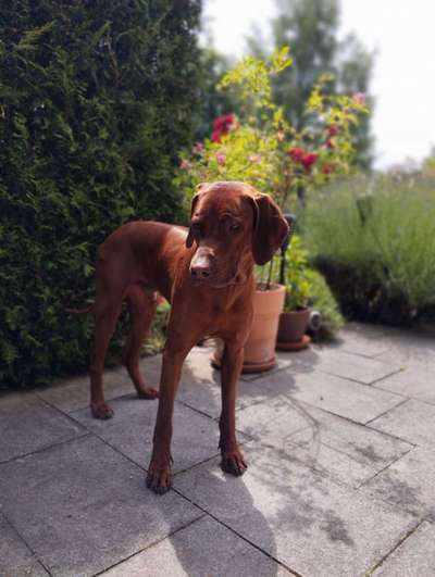 Rhodesian Ridgeback-Beitrag-Bild