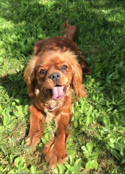 Dein Hund im Dogorama-Kalender 2021-Beitrag-Bild