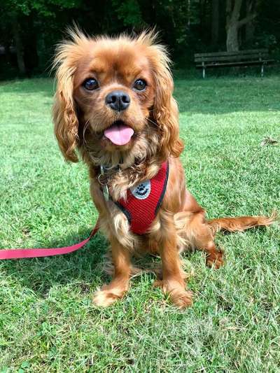 Dein Hund im Dogorama-Kalender 2021-Beitrag-Bild