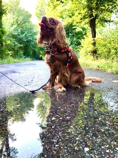 Dein Hund im Dogorama-Kalender 2021-Beitrag-Bild