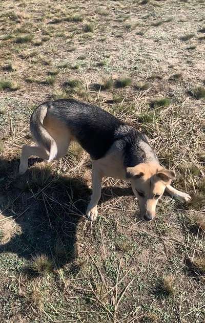 Mischlingshunde Foto Aufruf-Beitrag-Bild