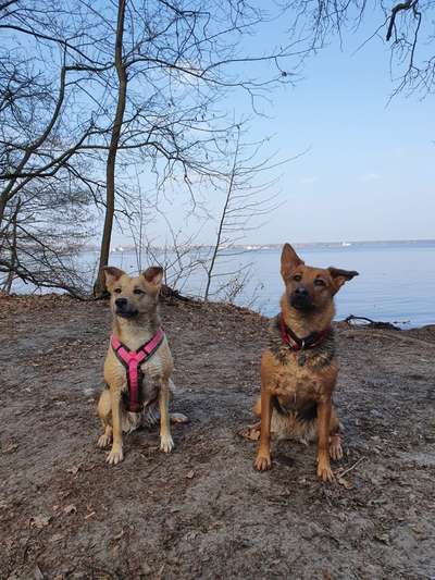 Mischlingshunde Foto Aufruf-Beitrag-Bild