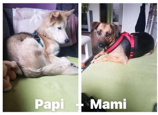 Mischlingshunde Foto Aufruf-Beitrag-Bild