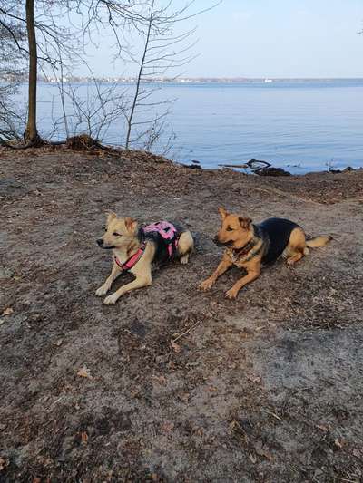 Mischlingshunde Foto Aufruf-Beitrag-Bild