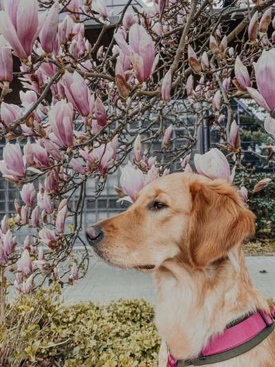 Hundetreffen-Junghund spielen und trainieren-Bild