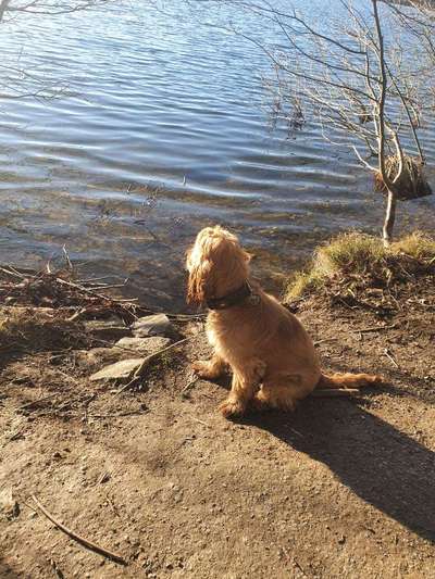 Englisch Cocker Spaniel-Beitrag-Bild