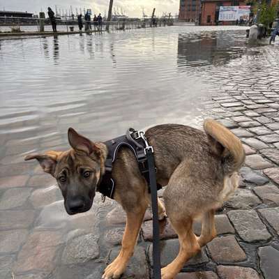 Hundetreffen-Friends gesucht-Bild