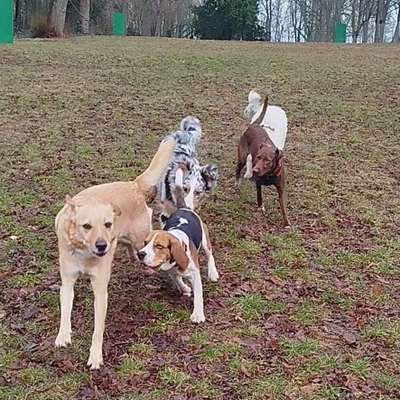 Hundetreffen-Welpen-/Junghundetraining-Bild