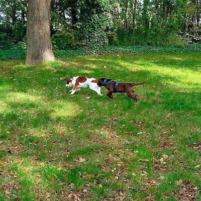 Hundetreffen-Hundetraining-Bild