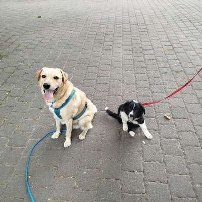 Hundetreffen-Welpenschule Spielen und Training-Bild