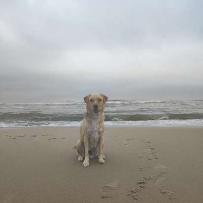 Hundetreffen-Hundesportverein Magdeburg-Diesdorf e.V.