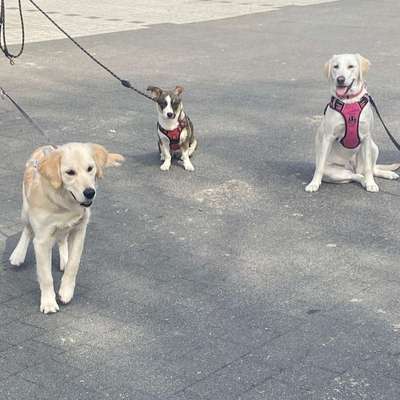 Hundetreffen-Junghundetraining-Bild