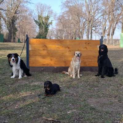 Hundetreffen-Hundesportverein Magdeburg-Diesdorf e.V.-Bild