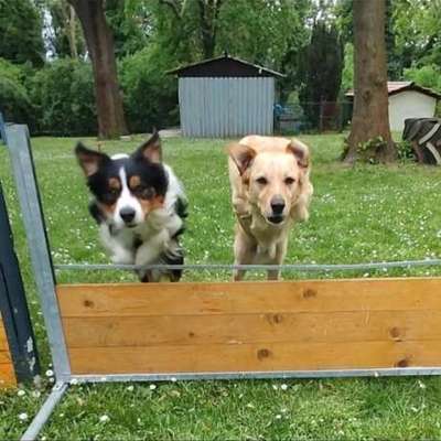 Hundetreffen-Hundesport-Bild