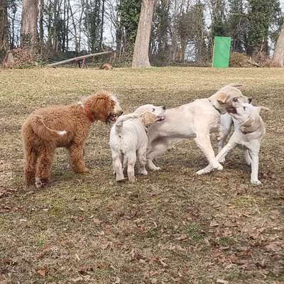 Hundetreffen-Junghundetraining-Bild