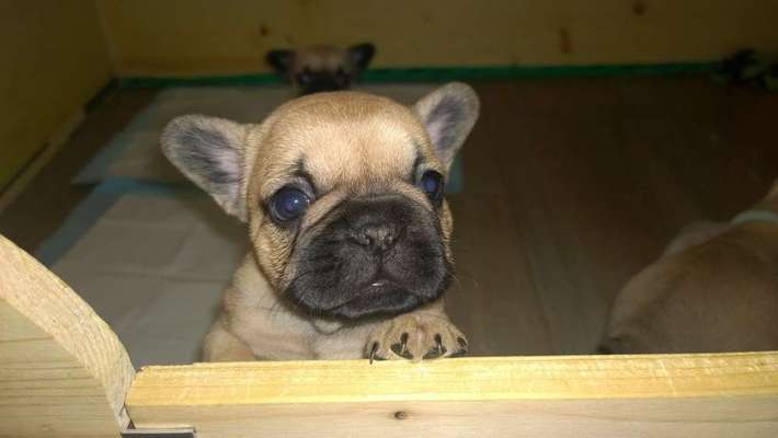 Welpen Bilder !-Beitrag-Bild