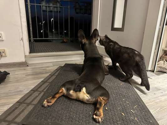 Französische Bulldoggen-Beitrag-Bild