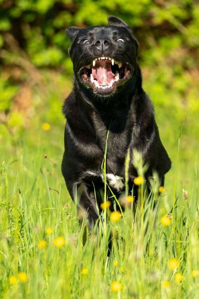 Lustige Grimassen & verrückte Posen-Beitrag-Bild