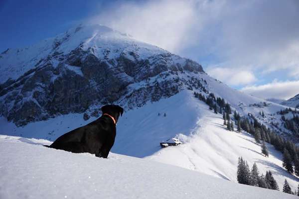Schnee Foto-Beitrag-Bild