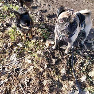 Hundetreffen-Gassi-Gruppe kleine Hunde-Bild