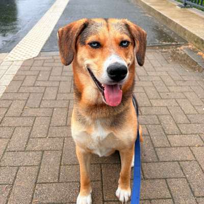 Hundetreffen-Spielkameraden aber auch zum trainieren.-Bild