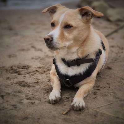 Hundetreffen-Kennenlernen und Spielfreunde gesucht für meinen Buddy 🫶🏼-Bild