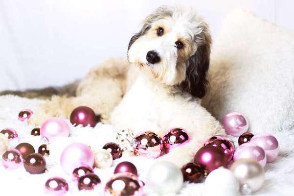 Dein Hund im Dogorama-Kalender 2021-Beitrag-Bild