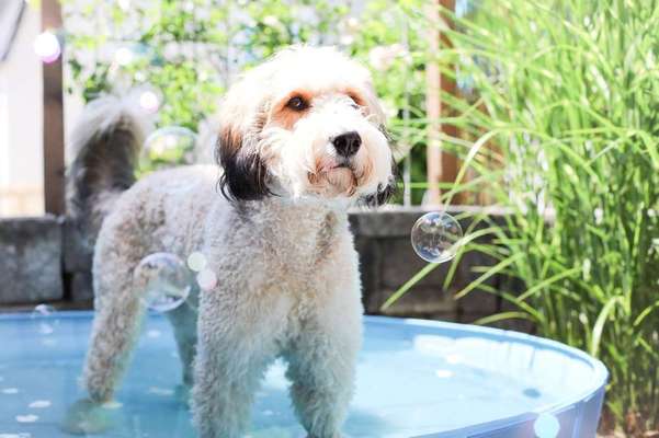 Dein Hund im Dogorama-Kalender 2021-Beitrag-Bild