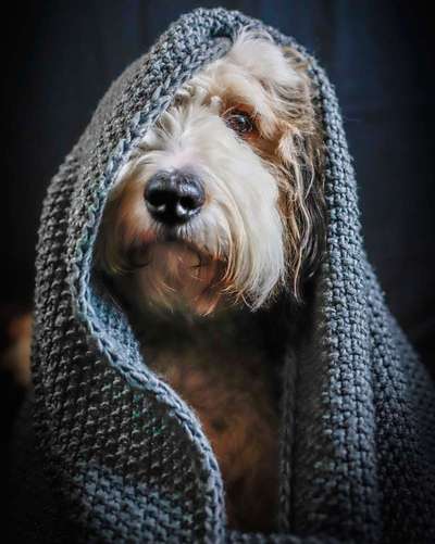 Dein Hund im Dogorama-Kalender 2021-Beitrag-Bild