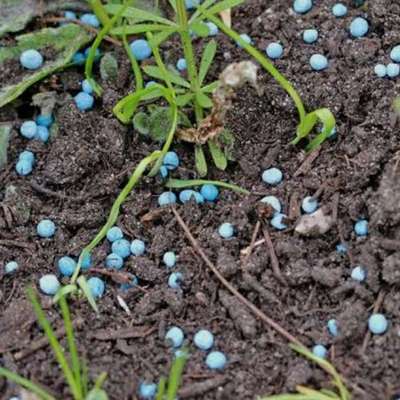 Giftköder-Blaukorn auf Grünflächen und an Bäumen-Bild