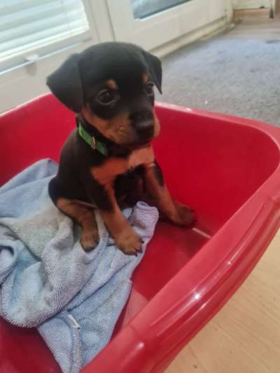 Die Dogorama Kalender Challenge Titelbild-Beitrag-Bild