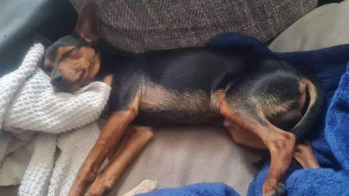 Gibt es noch weitere Rehpinscher oder Pinscher hier?-Beitrag-Bild