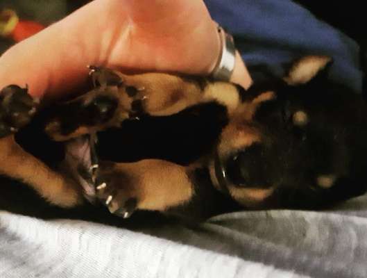 Liebhaber des Deutschen Pinscher gesucht.-Beitrag-Bild