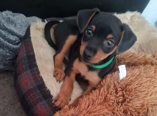 Liebhaber des Deutschen Pinscher gesucht.-Beitrag-Bild