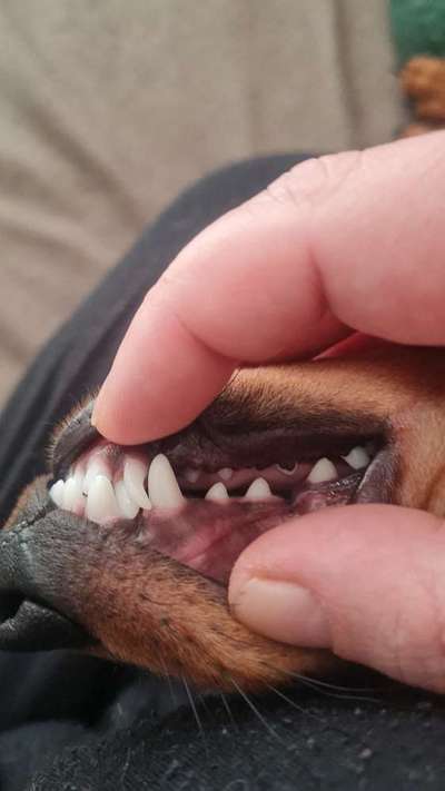 Milchzähne wollen nicht ausfallen... Update: Natur hat gesiegt.-Beitrag-Bild