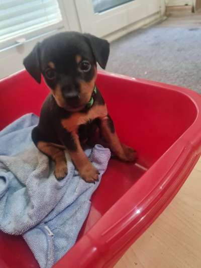 Liebhaber des Deutschen Pinscher gesucht.-Beitrag-Bild