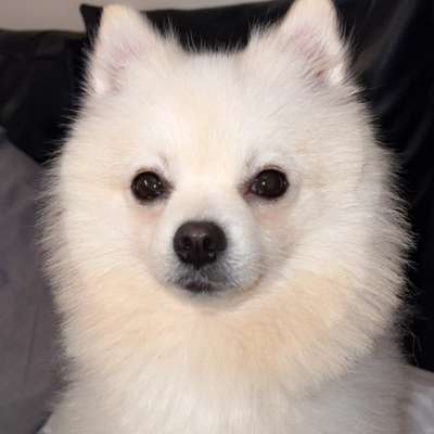 Hundetreffen-Gassi- und Spielfreunde gesucht-Bild