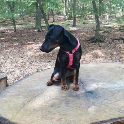 Hundetreffen-Waldspaziergang-Bild