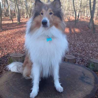 Collies gesucht-Beitrag-Bild