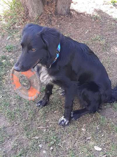 Challenge 23 : "  Euer Hund beim Frühlingserwachen "-Beitrag-Bild