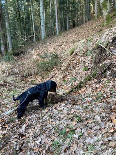 Hundetreffen-Gassigehen-Bild