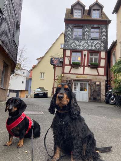 Hundetreffen-Schweinauer Buck-Bild