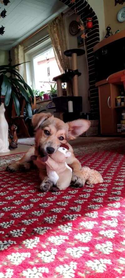 Welpen Bilder !-Beitrag-Bild