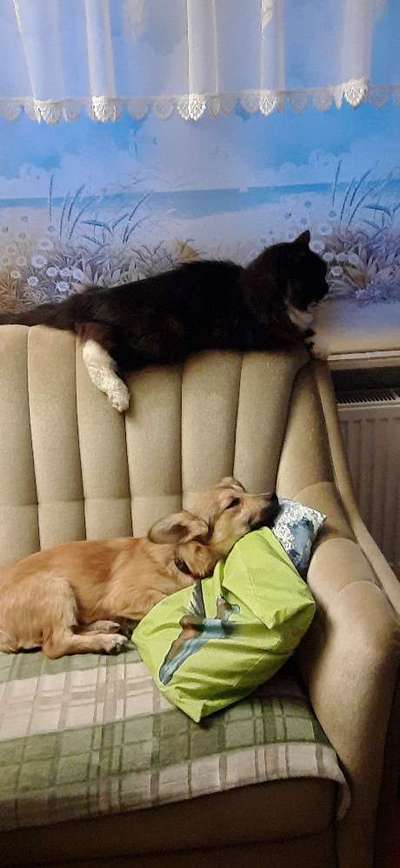 Brachycephale Hunderassen-Beitrag-Bild