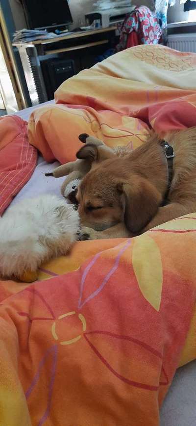 Wann steht euer Welpe morgens auf ?-Beitrag-Bild