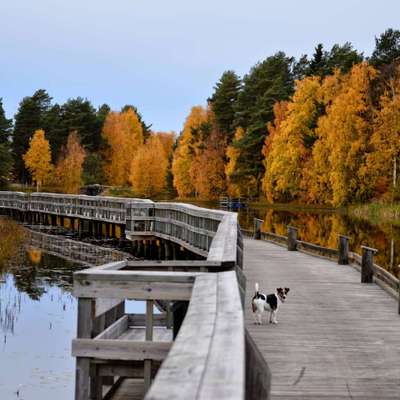 Dogorama Photo Challenge - Brücken-Beitrag-Bild