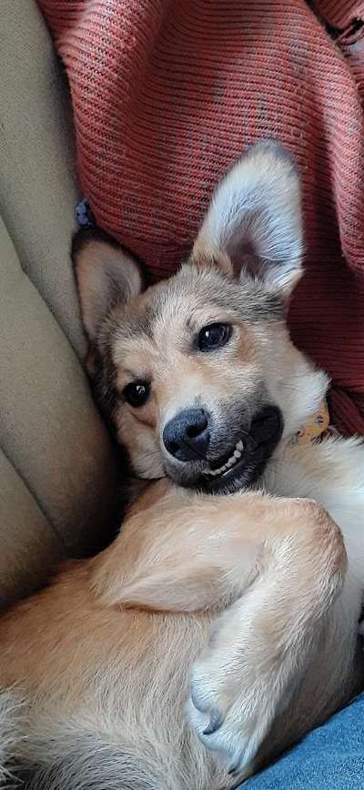 Dogorama Photo Challenge - lustigste Grimasse-Beitrag-Bild