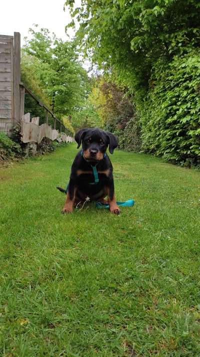 Die Dogorama Monats Challenge "Es grünt und blüht"-Beitrag-Bild